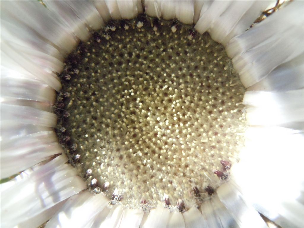 Colle Rotondo(AQ): Carlina acaulis L. subsp. caulescens